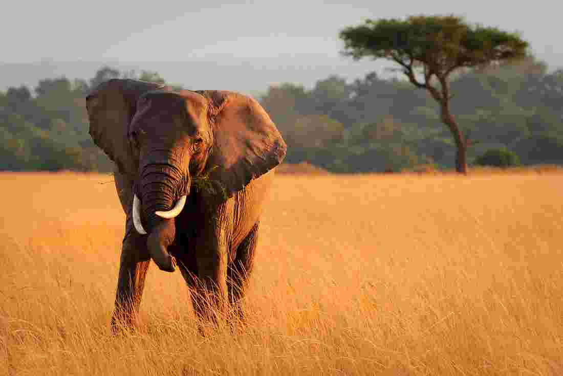 3 endroits pour un safari au Kenya